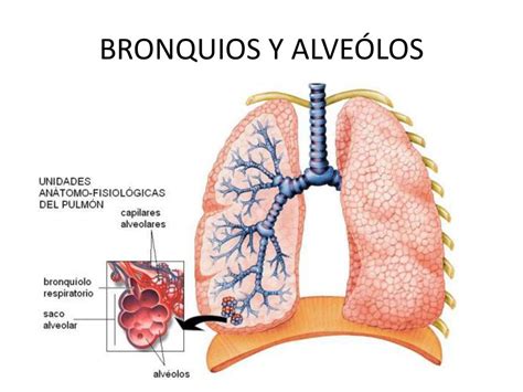 bronquiolos