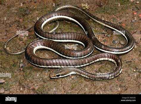 Bronzeback Tree Snake
