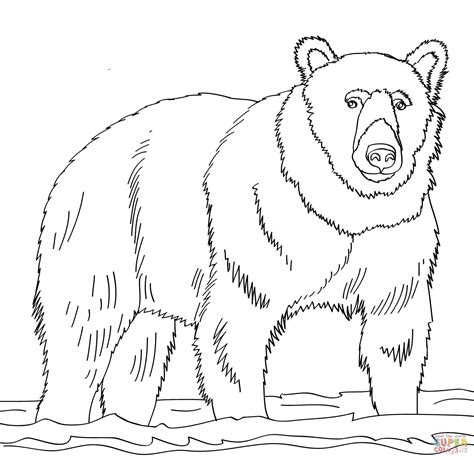 Brown Bears Coloring Pages Free Coloring Pages Brown Bear Coloring Sheet - Brown Bear Coloring Sheet