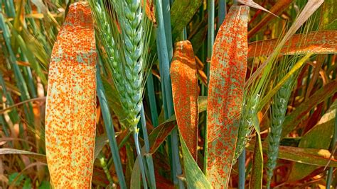 Brown Rust Of Wheat