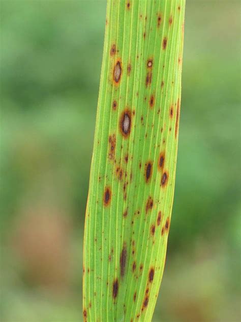 Brown Spot Of Rice