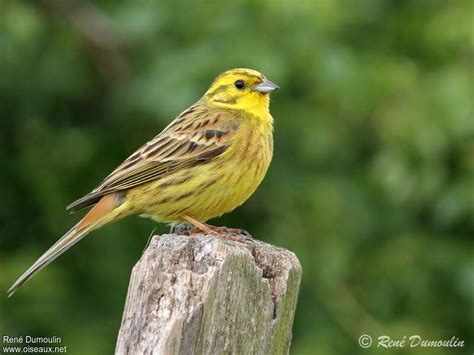 bruan jaune