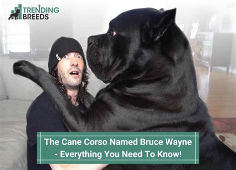 Bruce Wayne Dog