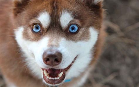 brun hund med blå ögon