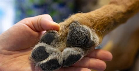 brun mellan tassarna hund