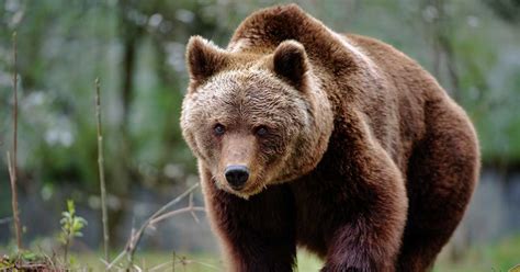 brunbjörn