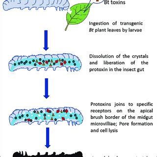 Bt Toxin Bacillus Thuringiensis