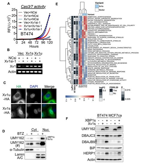 Bt474 Gene Expression Database