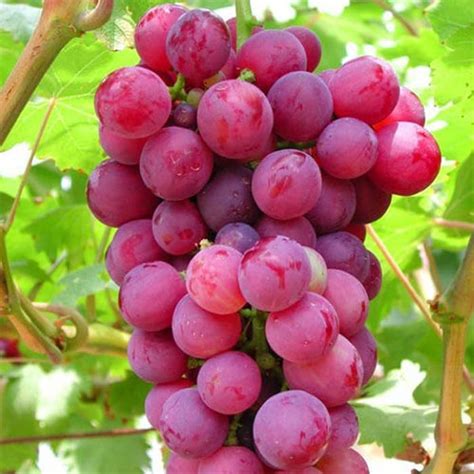 buah anggur merah
