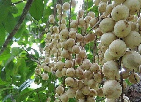 buah rambai | Bolehkah makan buah rambai Hai moms nk