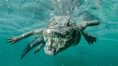 BUAYA LAUT 🈶 Kumpulan Berita Buaya Laut Terbaru Dan Terkini