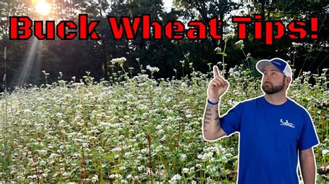 buckwheat food plot
