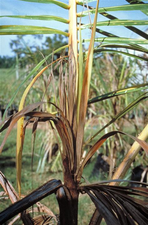 Bud Rot Of Coconut
