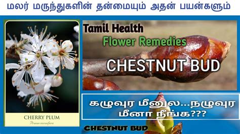 Bud Tamil Meaning