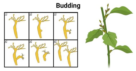 Budding In Plants