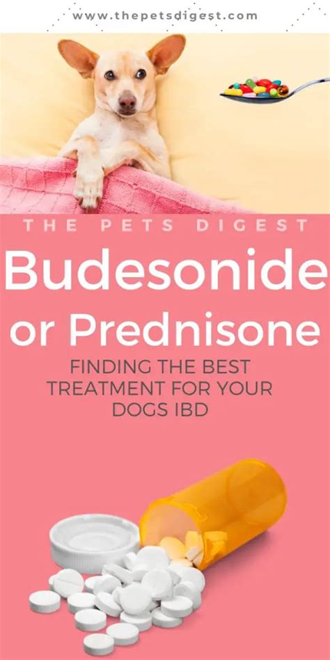 th?q=budesonide:+finding+the+best+online+deals