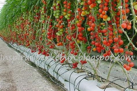 budidaya tomat cherry hidroponik