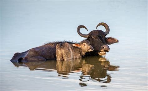 Bufalo De Agua