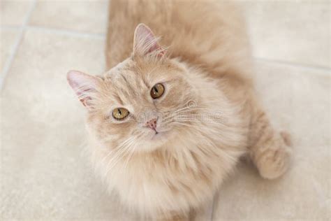 buff colored cat