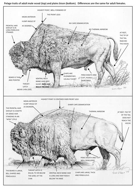Buffalo Diagram