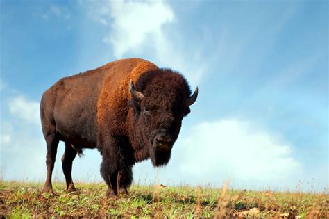 buffalo oklahoma