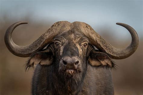 Buffel