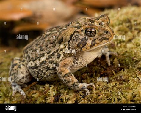 bufo toad florida
