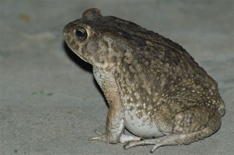Full Download Bufo Regularis Iucn 