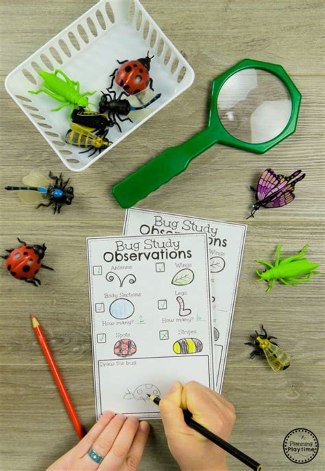 Bug Activities Planning Playtime Preschool Bug Worksheets - Preschool Bug Worksheets