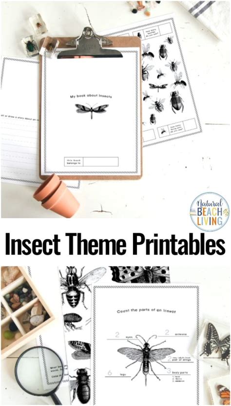 Bug Worksheets Teachersmag Com Insect Worksheets For First Grade - Insect Worksheets For First Grade