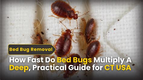 Bugs Can Multiply So Can I