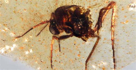 Bugs In Amber