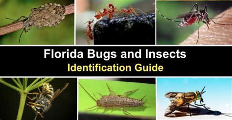 bugs in florida