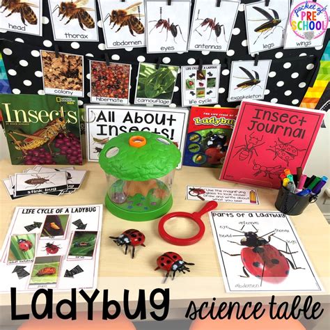 Bugs Preschool Bug Science Activities - Preschool Bug Science Activities
