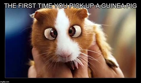 Bugsy Bedtime Stories