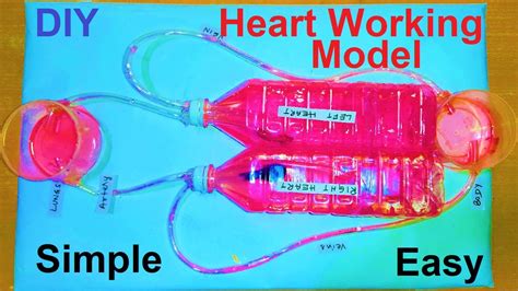 Build A Blood Flow Model Scientific American Blood Flow Science - Blood Flow Science