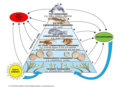 Build A Marine Food Web Science Learning Hub Marine Ecosystems Worksheet - Marine Ecosystems Worksheet