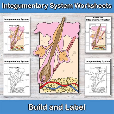 Build And Label The Integumentary System Anatomy Worksheets The Skin Integumentary System Worksheet - The Skin Integumentary System Worksheet