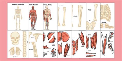 Build The Musculoskeletal System Hands On Activity For Muscular System Worksheet 3rd Grade - Muscular System Worksheet 3rd Grade