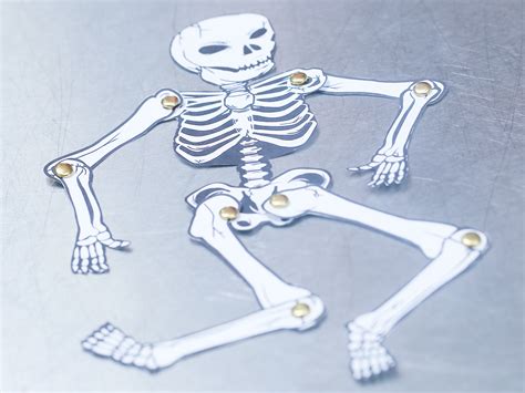 Build Your Own Human Skeleton