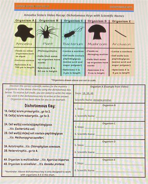 Building A Dichotomous Key Answer Keys