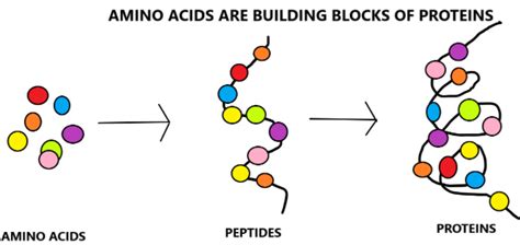 Building Blocks Of Proteins
