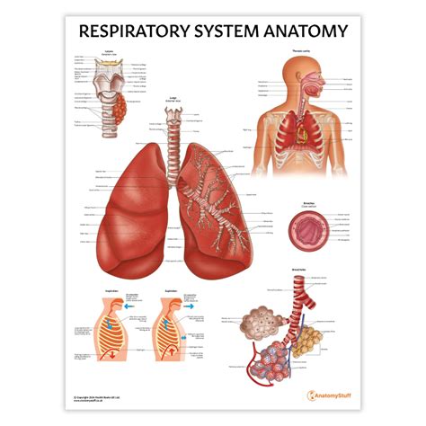 building the framework anatomy respiratory system answers