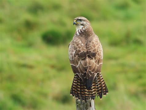 buizerd roep herkennen
