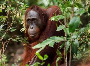 Bukan Orangutan Ini Dia Hewan Primata Paling Cerdas Primata Paling Cerdas Adalah - Primata Paling Cerdas Adalah