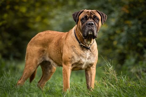 Bull Master Dog