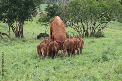 Bulls Mating Successfully