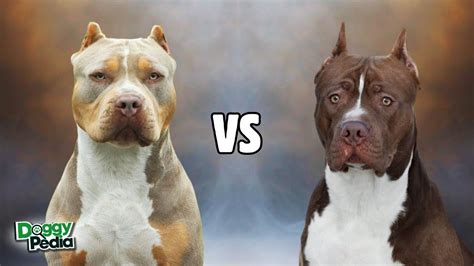 bully vs amstaff
