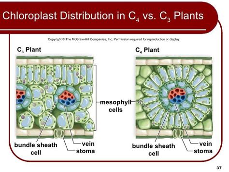 Bundle Sheath Cells In C3 Plants