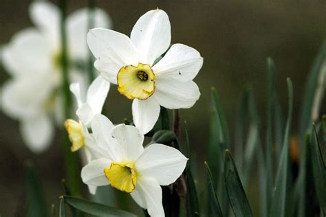 bunga daffodil